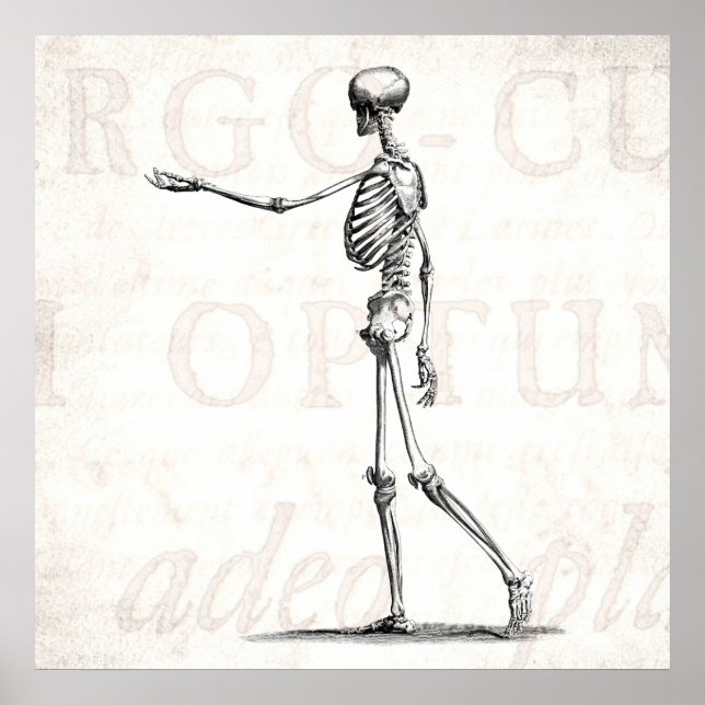Vintage 1800s Skeleton Antique Anatomy Skeletons Poster (Front)
