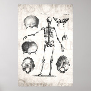 Vintage 1800s Skeleton Antique Anatomy Skeletons Poster