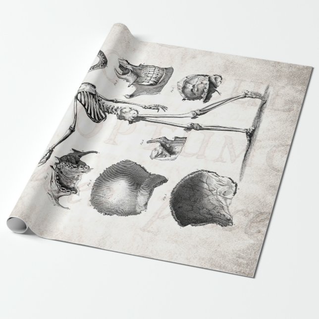 Vintage 1800s Skeleton Antique Anatomy Skeletons Wrapping Paper (Unrolled)