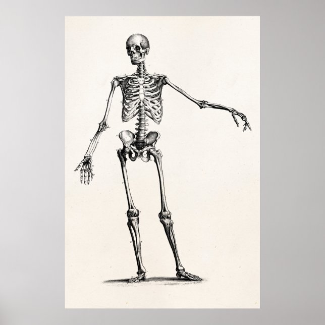 Vintage 1800s Skeleton Retro Anatomy Skeletons Poster (Front)