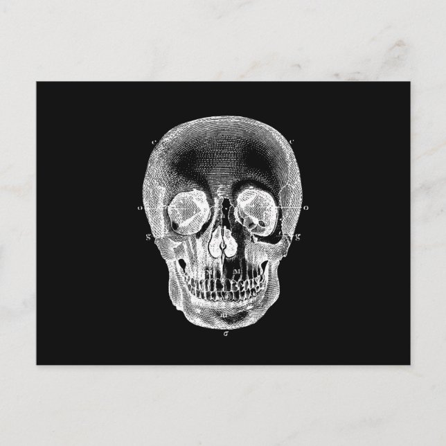 Vintage 1800s Skull Retro Anatomical Black White Postcard (Front)