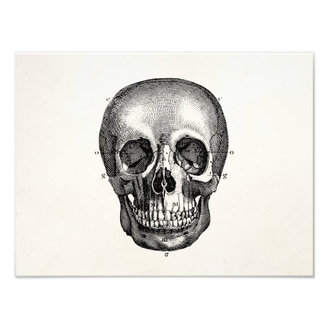 Vintage 1800s Skull Retro Skulls Skeleton Photo Print (Front)