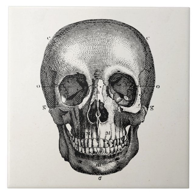 Vintage 1800s Skull Retro Skulls Skeleton Tile (Front)