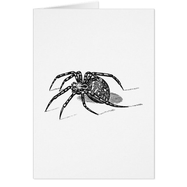 Vintage 1800s Spider Illustration Spiders Template (Front)
