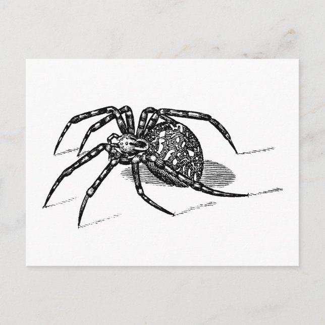 Vintage 1800s Spider Illustration Spiders Template Postcard (Front)