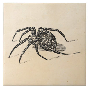 Vintage 1800s Spider Illustration Spiders Template Tile