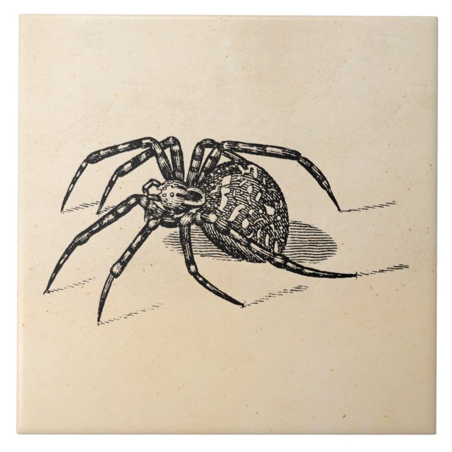 Vintage 1800s Spider Illustration Spiders Template Tile (Front)