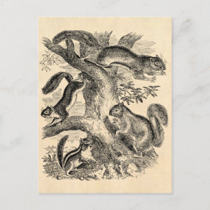 Vintage 1800s Squirrels Illustration - Squirrel Postcard