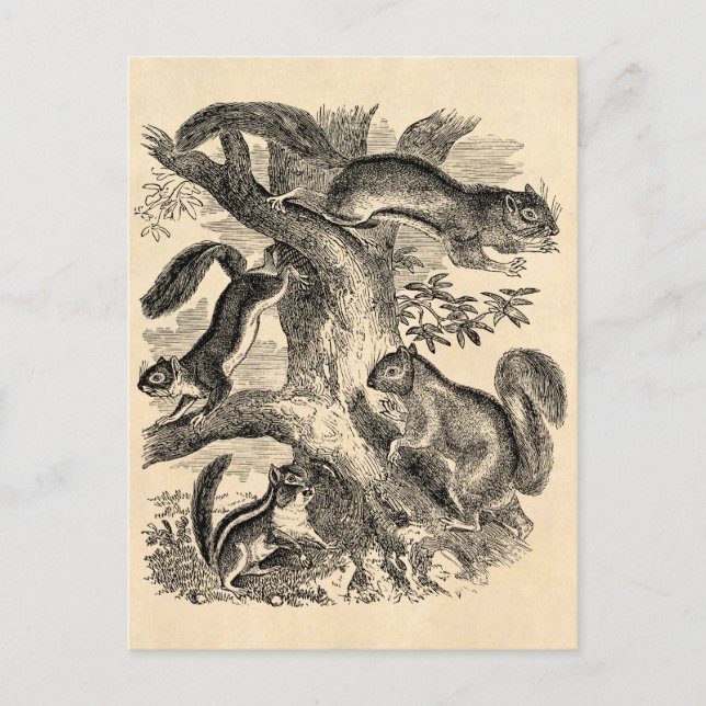 Vintage 1800s Squirrels Illustration - Squirrel Postcard (Front)