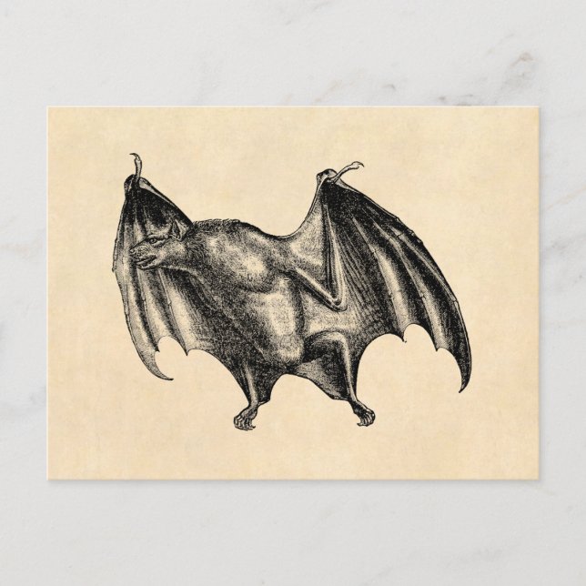 Vintage 1800s Vampire Bat Illustration - Halloween Postcard (Front)