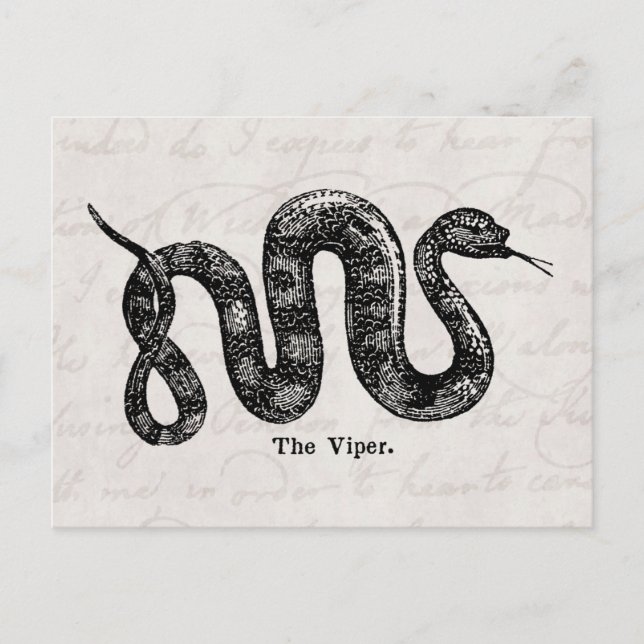 Vintage 1800s Viper Snake Antique Snakes Vipers Postcard (Front)