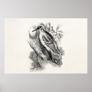 Vintage 1800s Woodpecker Bird Wood Pecker Birds Poster