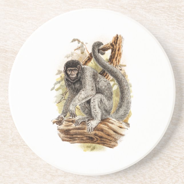 Vintage 1800s Woolly Monkey Old Wooly Monkeys Coaster (Front)