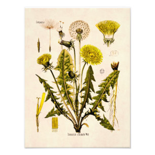 Vintage 1800s Yellow Dandelion Gone to Seed Floral Photo Print