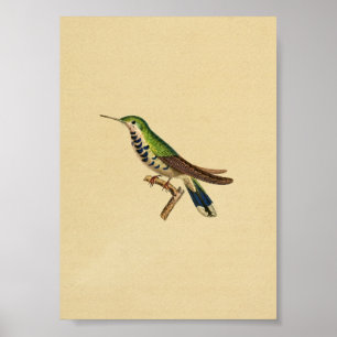 Vintage 1830 Hummingbird Print Blue Green