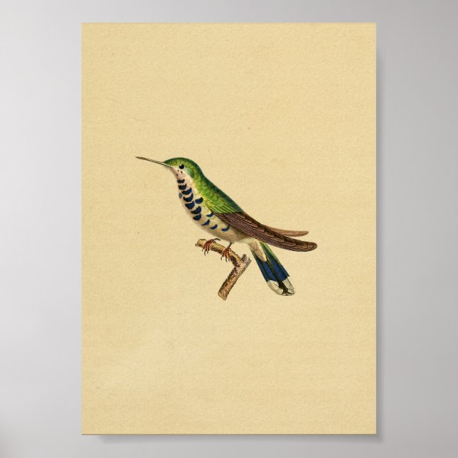 Vintage 1830 Hummingbird Print Blue Green (Front)