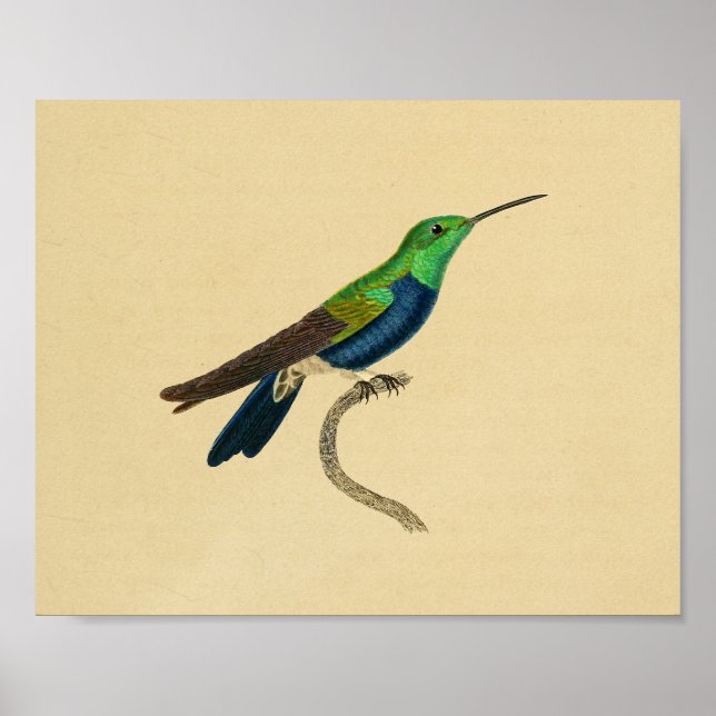 Vintage 1830 Hummingbird Print Blue Green (Front)