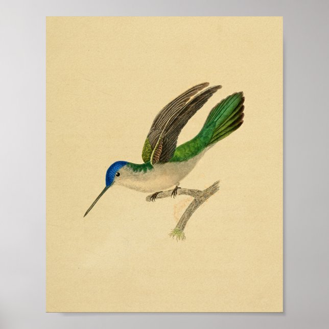 Vintage 1830 Hummingbird Print Blue Green (Front)