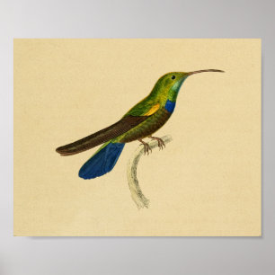 Vintage 1830 Hummingbird Print Blue Green