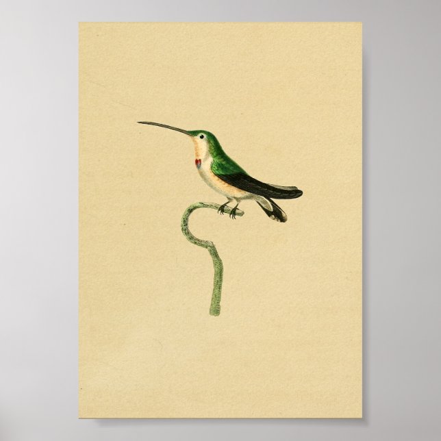 Vintage 1830 Hummingbird Print Green (Front)