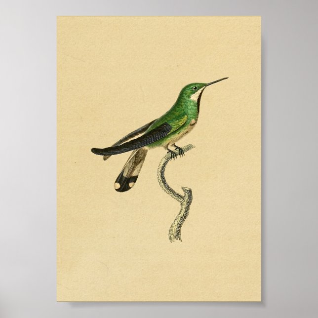 Vintage 1830 Hummingbird Print Green (Front)