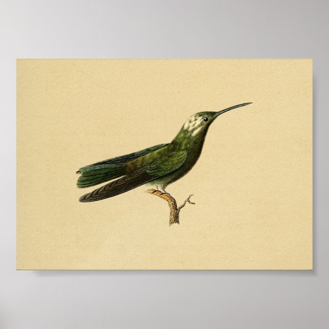 Vintage 1830 Hummingbird Print Green (Front)