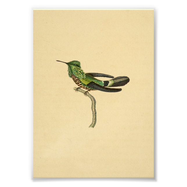 Vintage 1830 Hummingbird Print Green Black (Front)
