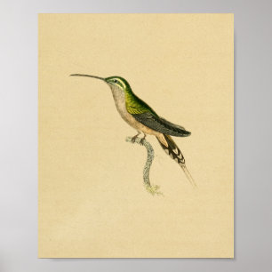 Vintage 1830 Hummingbird Print Green Black