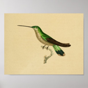 Vintage 1830 Hummingbird Print Green Blue