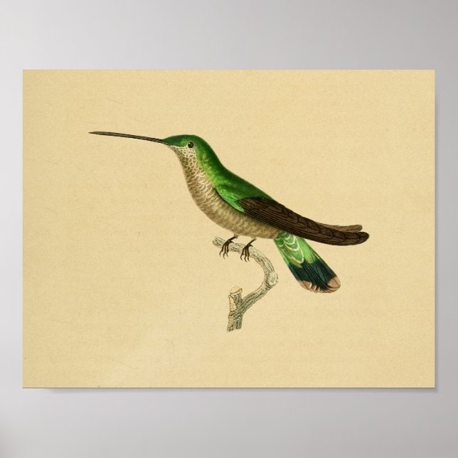 Vintage 1830 Hummingbird Print Green Blue (Front)