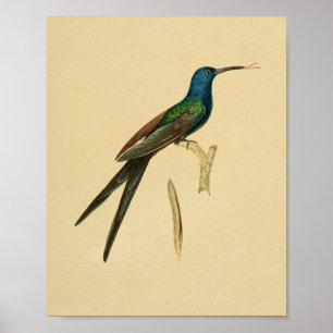 Vintage 1830 Hummingbird Print Green Blue