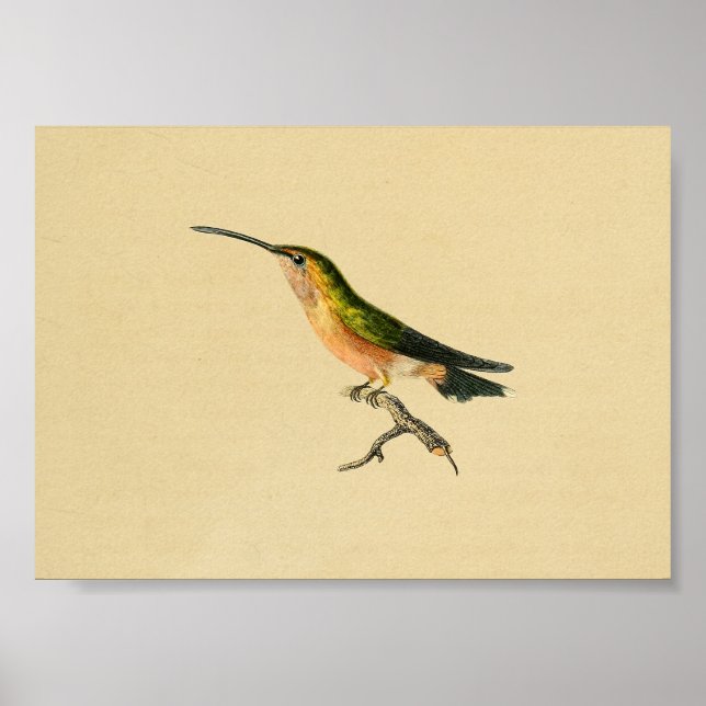 Vintage 1830 Hummingbird Print Green Orange (Front)