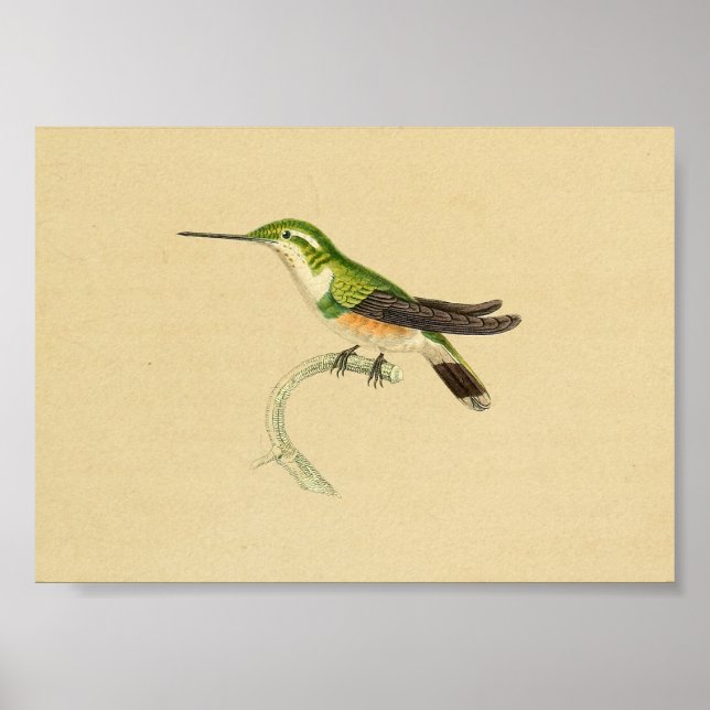 Vintage 1830 Hummingbird Print Green Orange (Front)