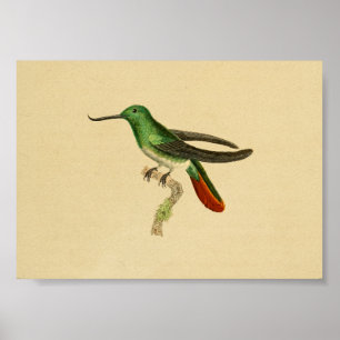 Vintage 1830 Hummingbird Print Green Red