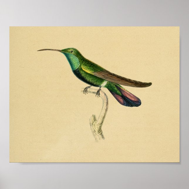Vintage 1830 Hummingbird Print Green Red (Front)