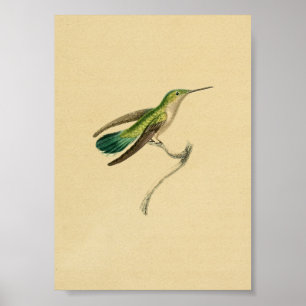 Vintage 1830 Hummingbird Print Green Yellow