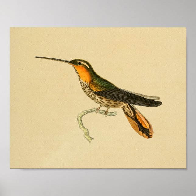 Vintage 1830 Hummingbird Print Orange (Front)