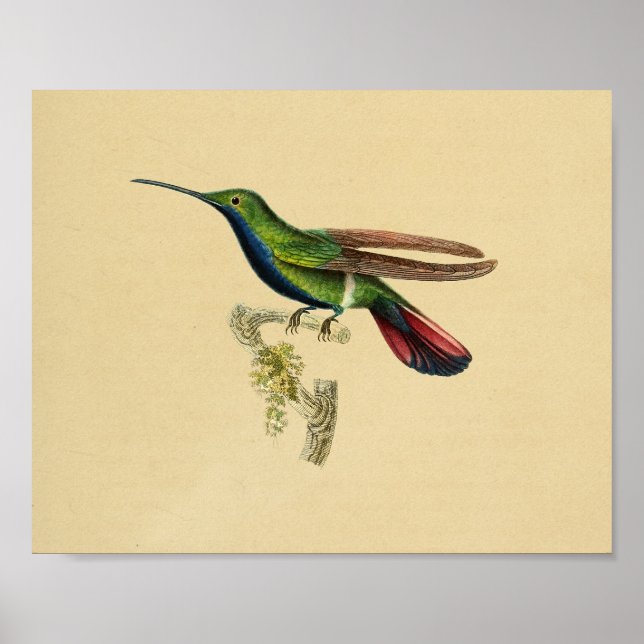 Vintage 1830 Hummingbird Print Red Blue (Front)