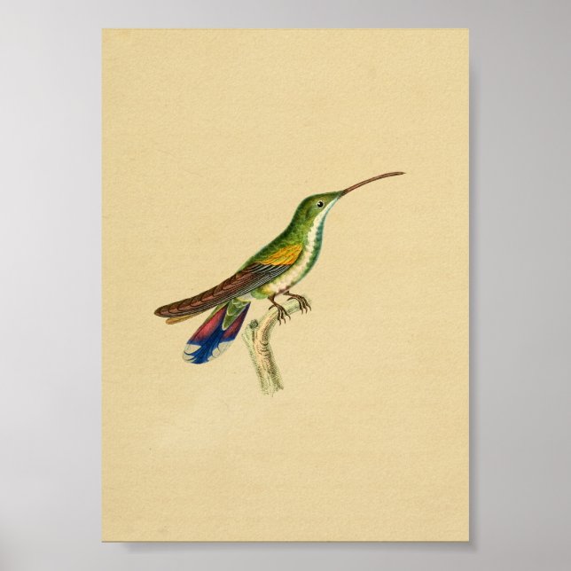 Vintage 1830 Hummingbird Print Red Blue (Front)