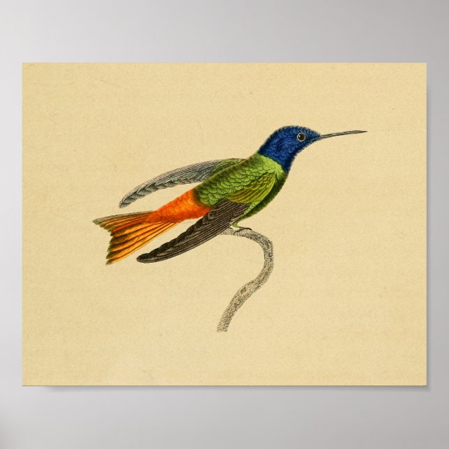 Vintage 1830 Hummingbird Print Red Blue (Front)