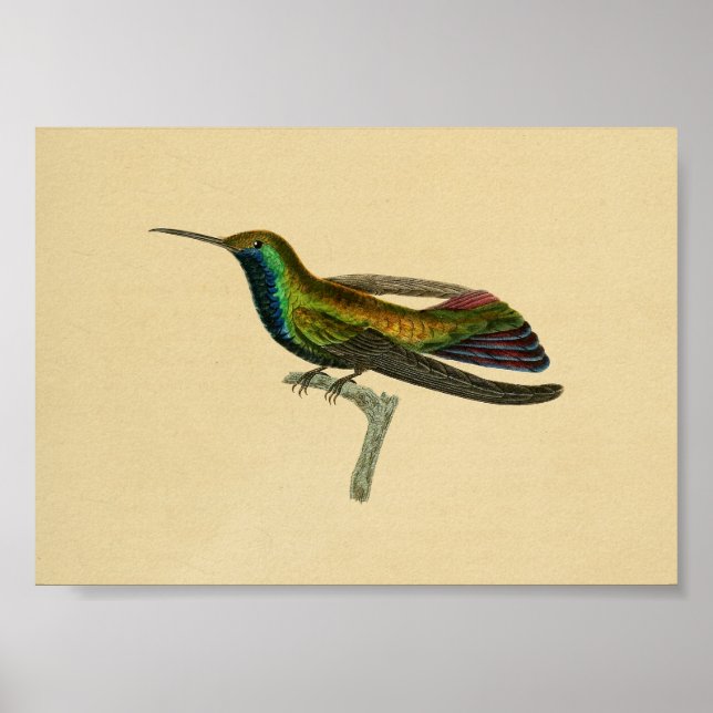 Vintage 1830 Hummingbird Print Red Blue (Front)