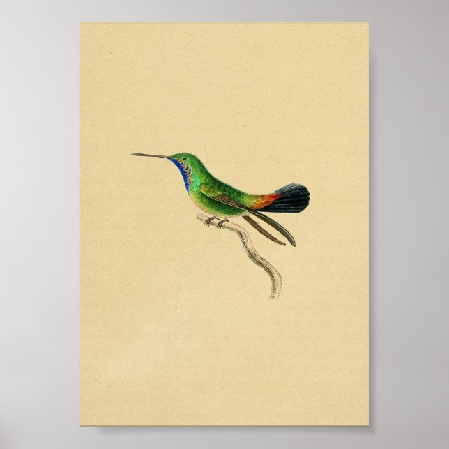 Vintage 1830 Hummingbird Print Red Green (Front)