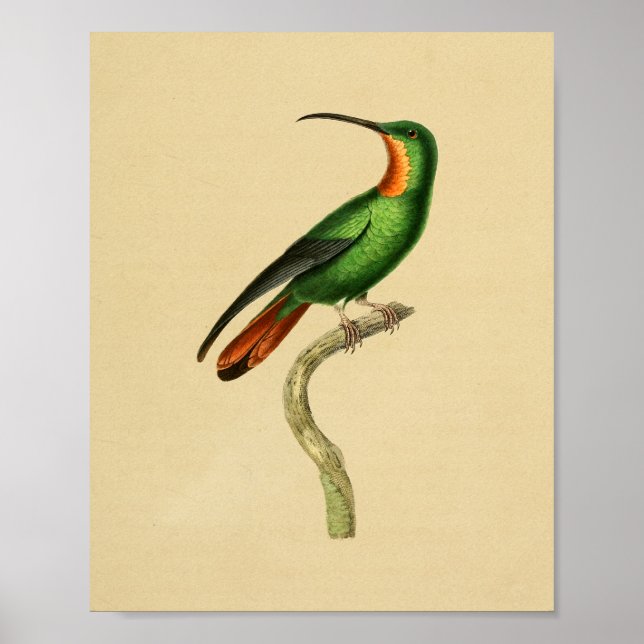 Vintage 1830 Hummingbird Print Red Green (Front)