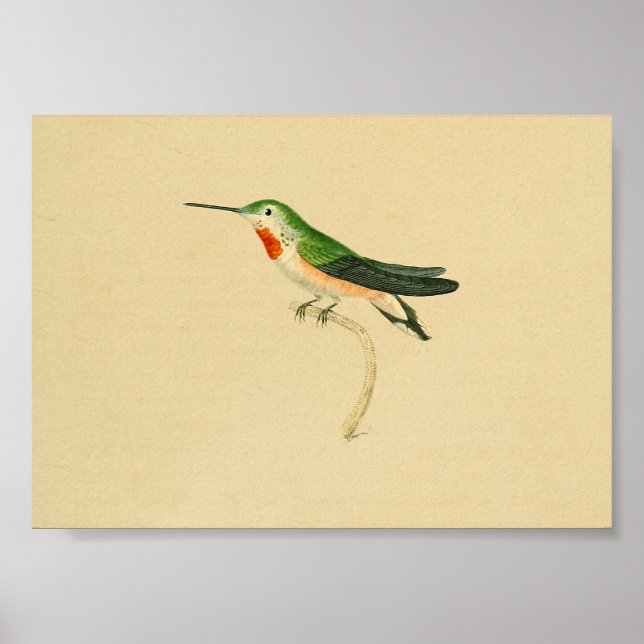 Vintage 1830 Hummingbird Print Red Green (Front)