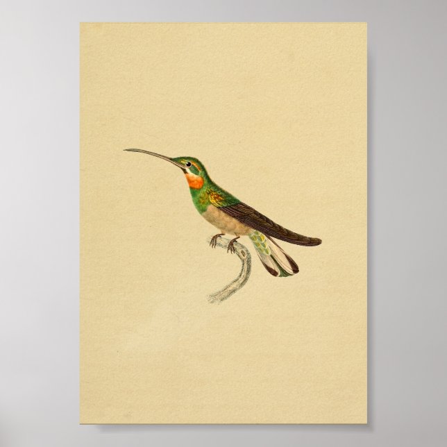 Vintage 1830 Hummingbird Print Red Green (Front)