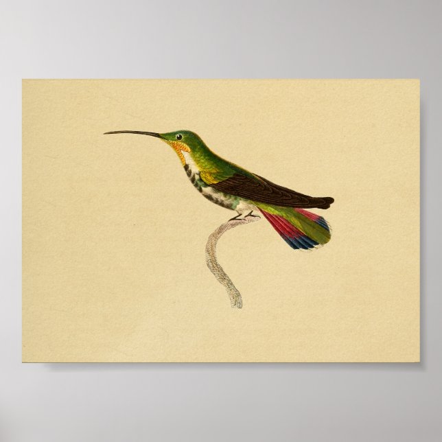 Vintage 1830 Hummingbird Print Red Green (Front)