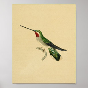 Vintage 1830 Hummingbird Print Red Green
