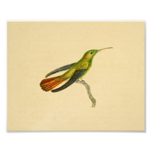 Vintage 1830 Hummingbird Print Red Green