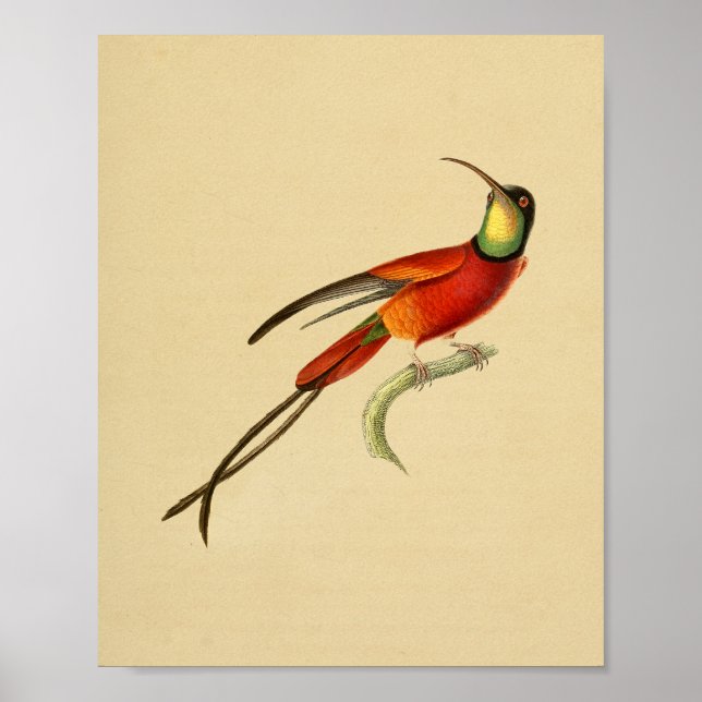 Vintage 1830 Hummingbird Print Red Green (Front)