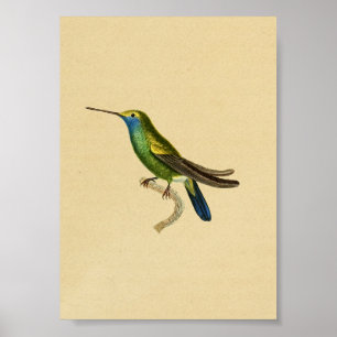 Vintage 1830 Hummingbird Print Yellow Blue